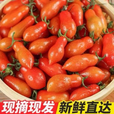 正宗409花生西红柿小番茄产地直供