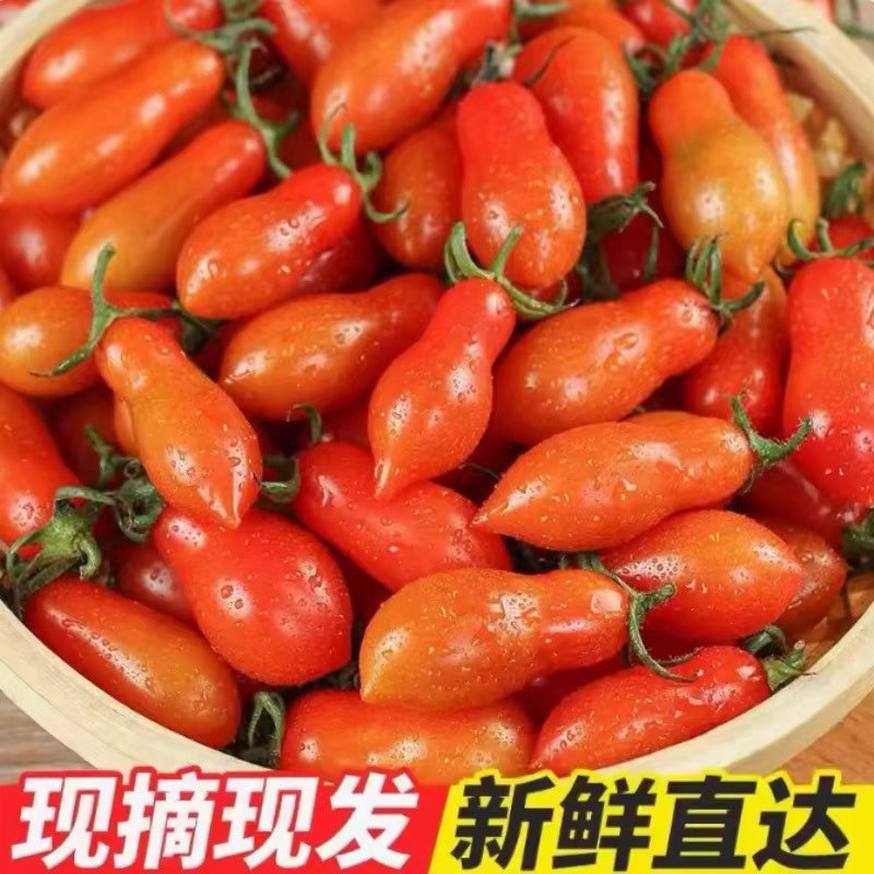 正宗409花生西红柿小番茄产地直供