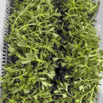 新鲜精品马齿苋