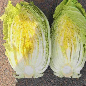 精品黄心白菜大量上市中需要下单