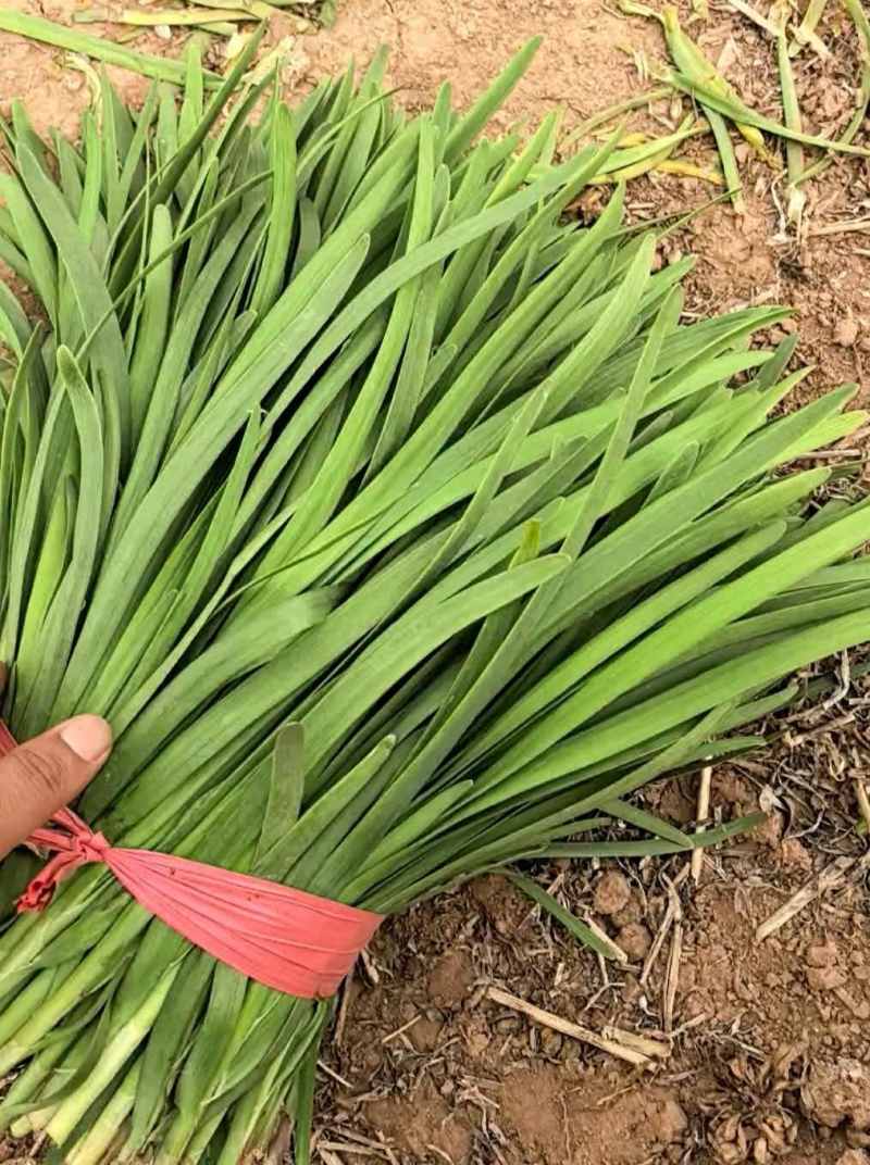 精品黄心白菜大量上市中需要下单