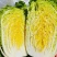 精品黄心白菜大量上市中需要下单