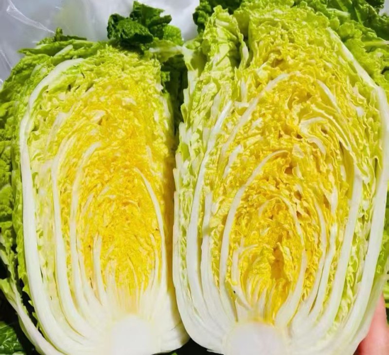 精品黄心白菜大量上市中需要下单