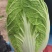 精品黄心白菜大量上市中需要下单