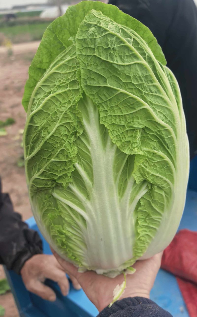 精品黄心白菜大量上市中需要下单
