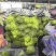 精品黄心白菜大量上市中需要下单