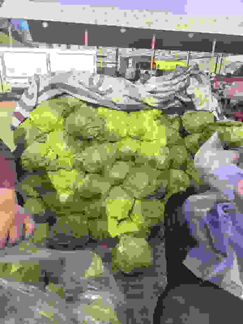 精品黄心白菜大量上市中需要下单