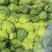 精品黄心白菜大量上市中需要下单