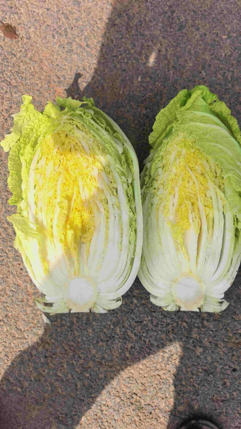 精品黄心白菜大量上市中需要下单