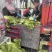 精品黄心白菜大量上市中需要下单