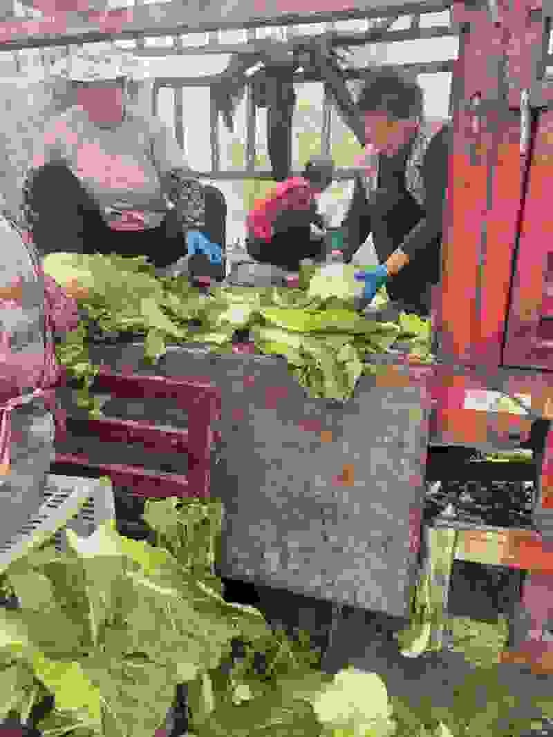 精品黄心白菜大量上市中需要下单