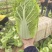 精品黄心白菜大量上市中需要下单