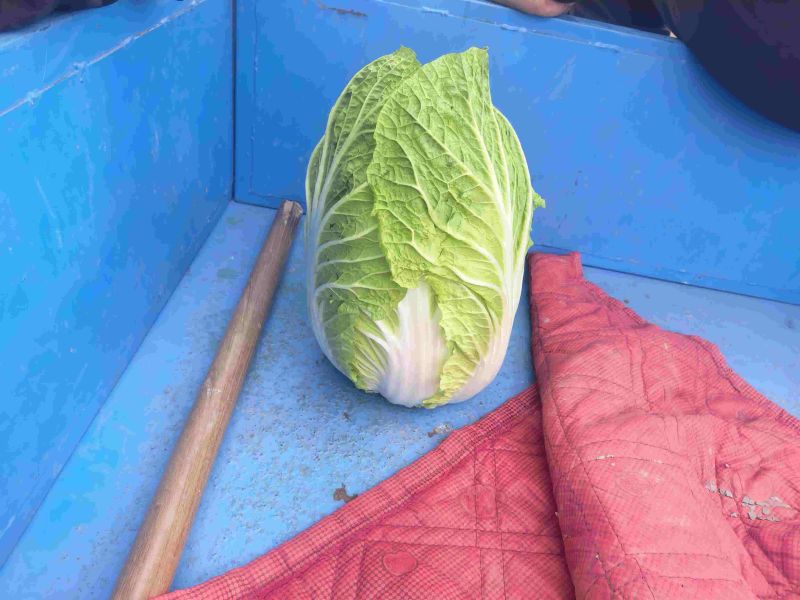精品黄心白菜大量上市中需要下单