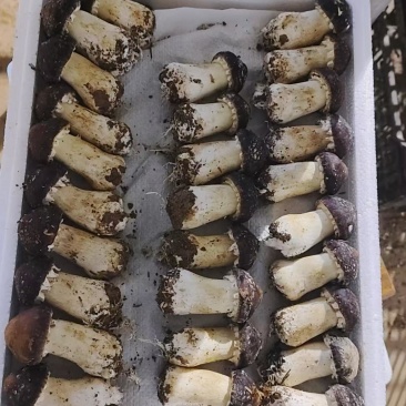 赤松茸