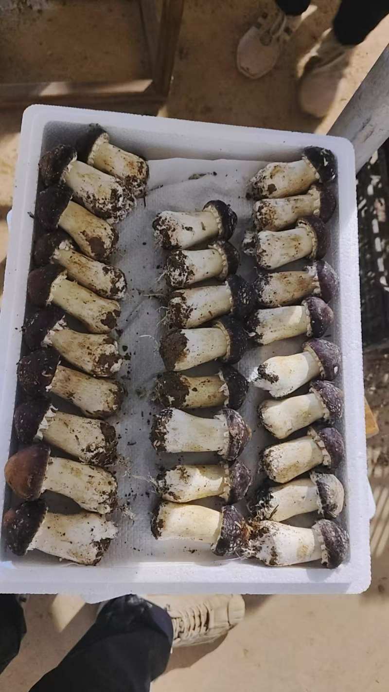 赤松茸
