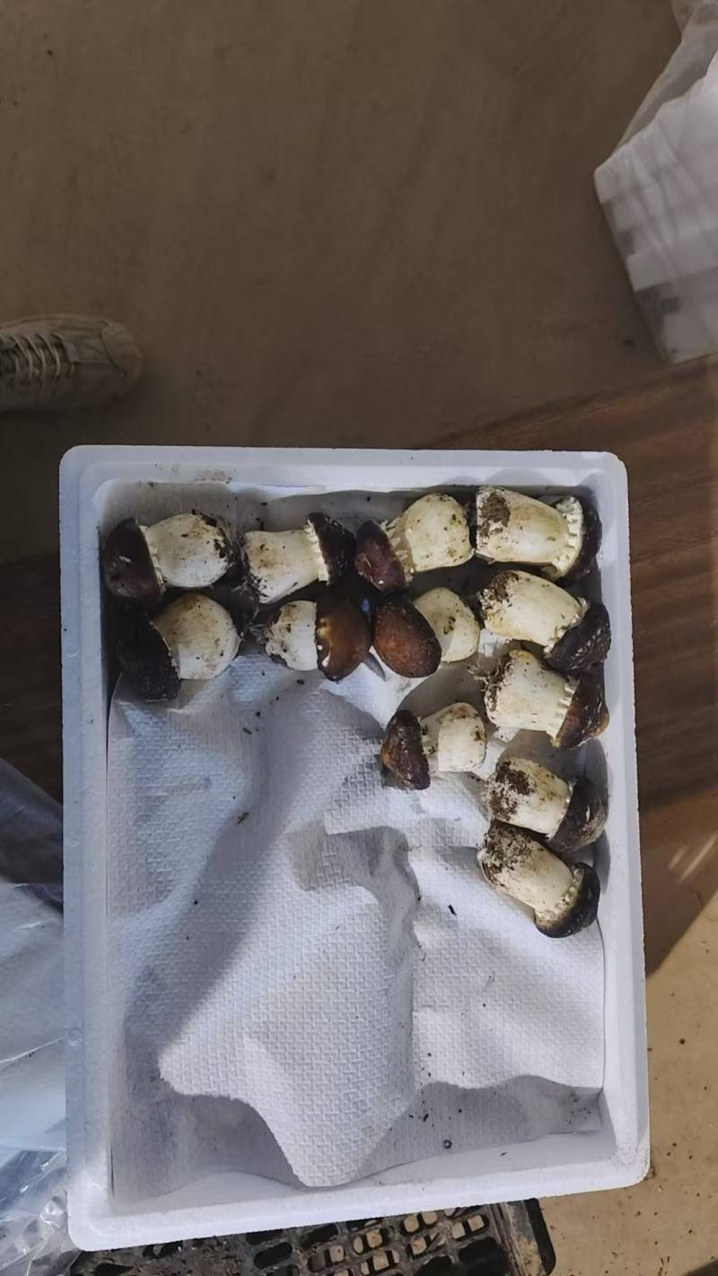 赤松茸