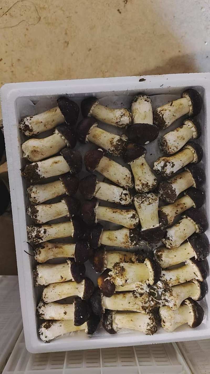 赤松茸