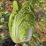 单颗平均3斤重口感甜脆