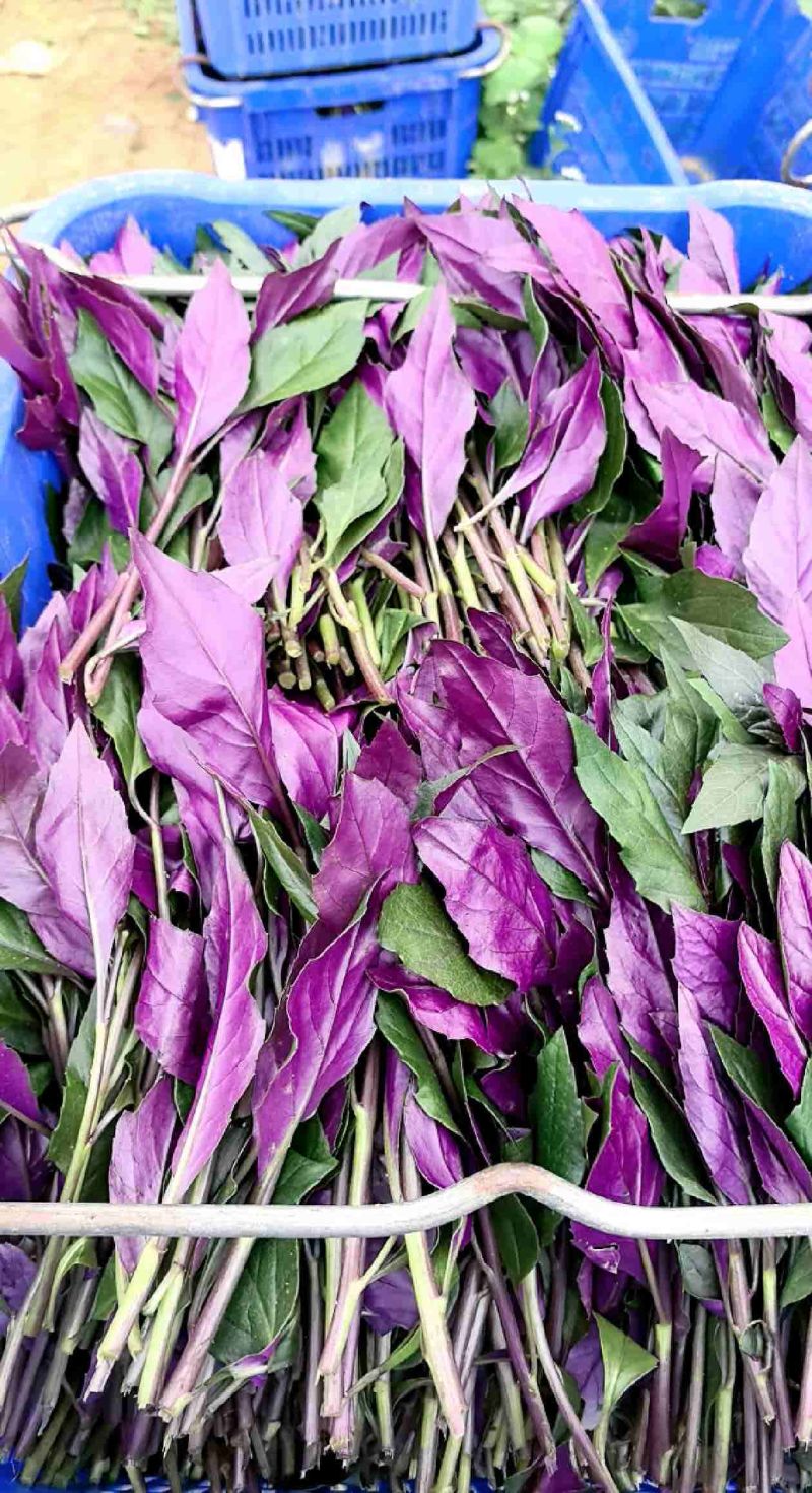 紫背菜、观音菜