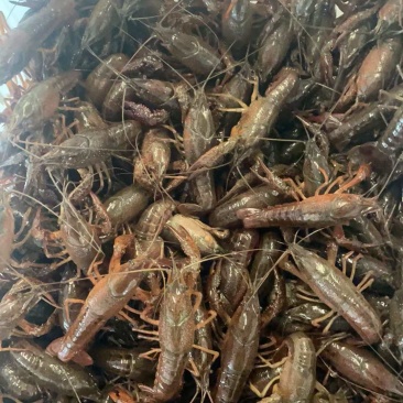 六安霍邱小龙虾，中青16小青12