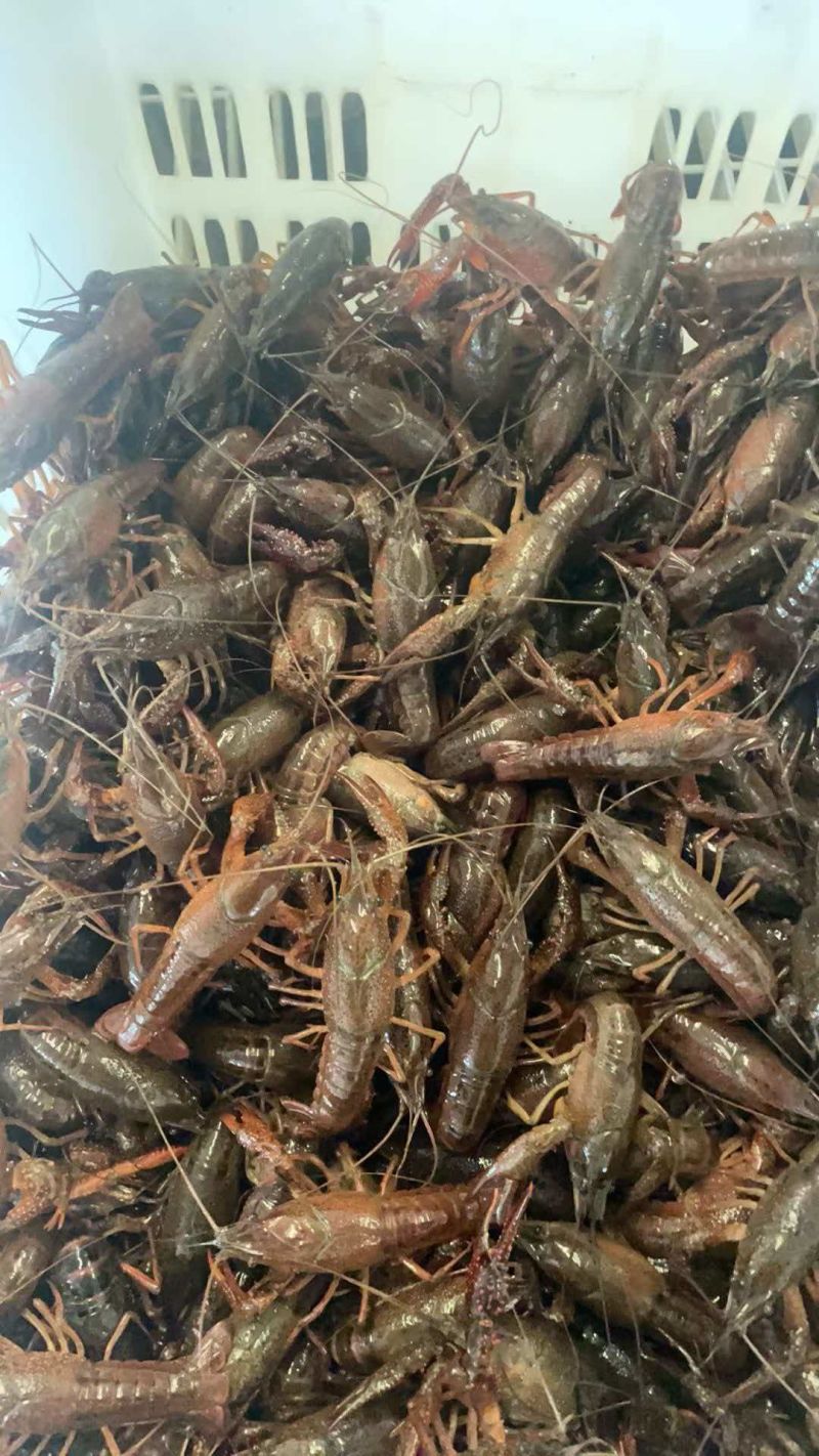 六安霍邱小龙虾，中青16小青12
