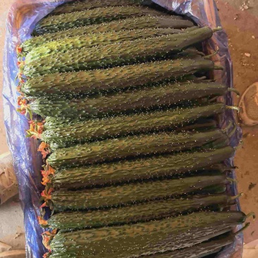 黄瓜