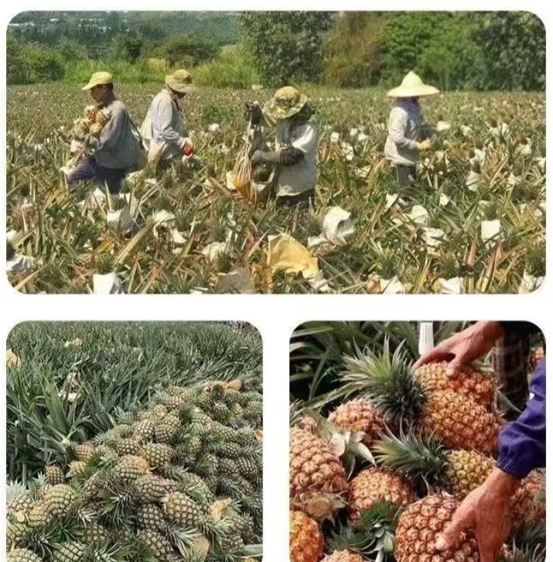 凤梨代发香蕉代发（电商代发）批发走车