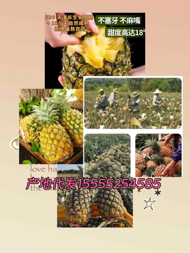 凤梨代发香蕉代发（电商代发）批发走车