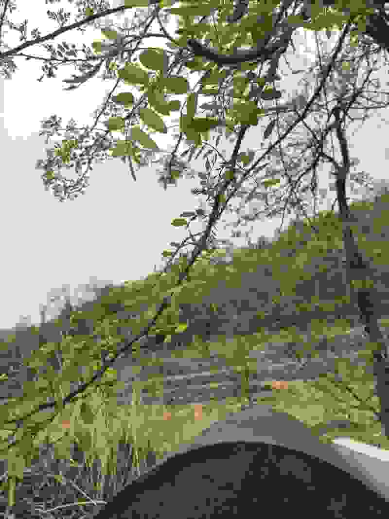 灵寿槐花马上盛开