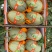 哈蜜瓜