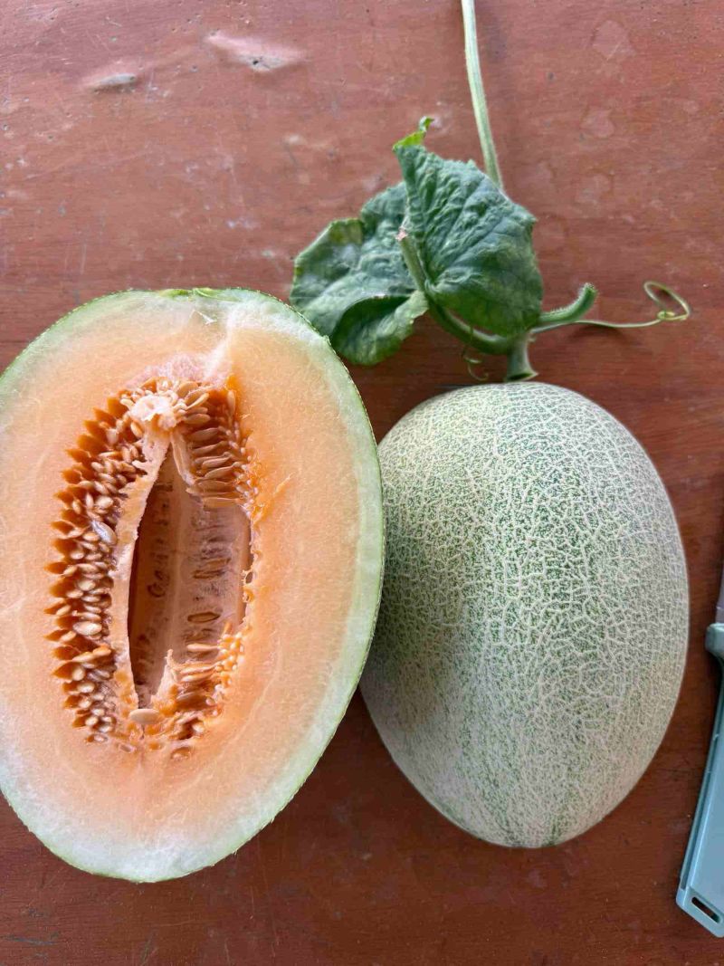 哈蜜瓜