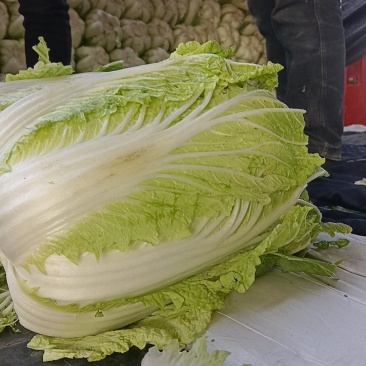 质量过硬，服务周到欢迎各位老板打甘肃张掖大棚蔬菜.上市中