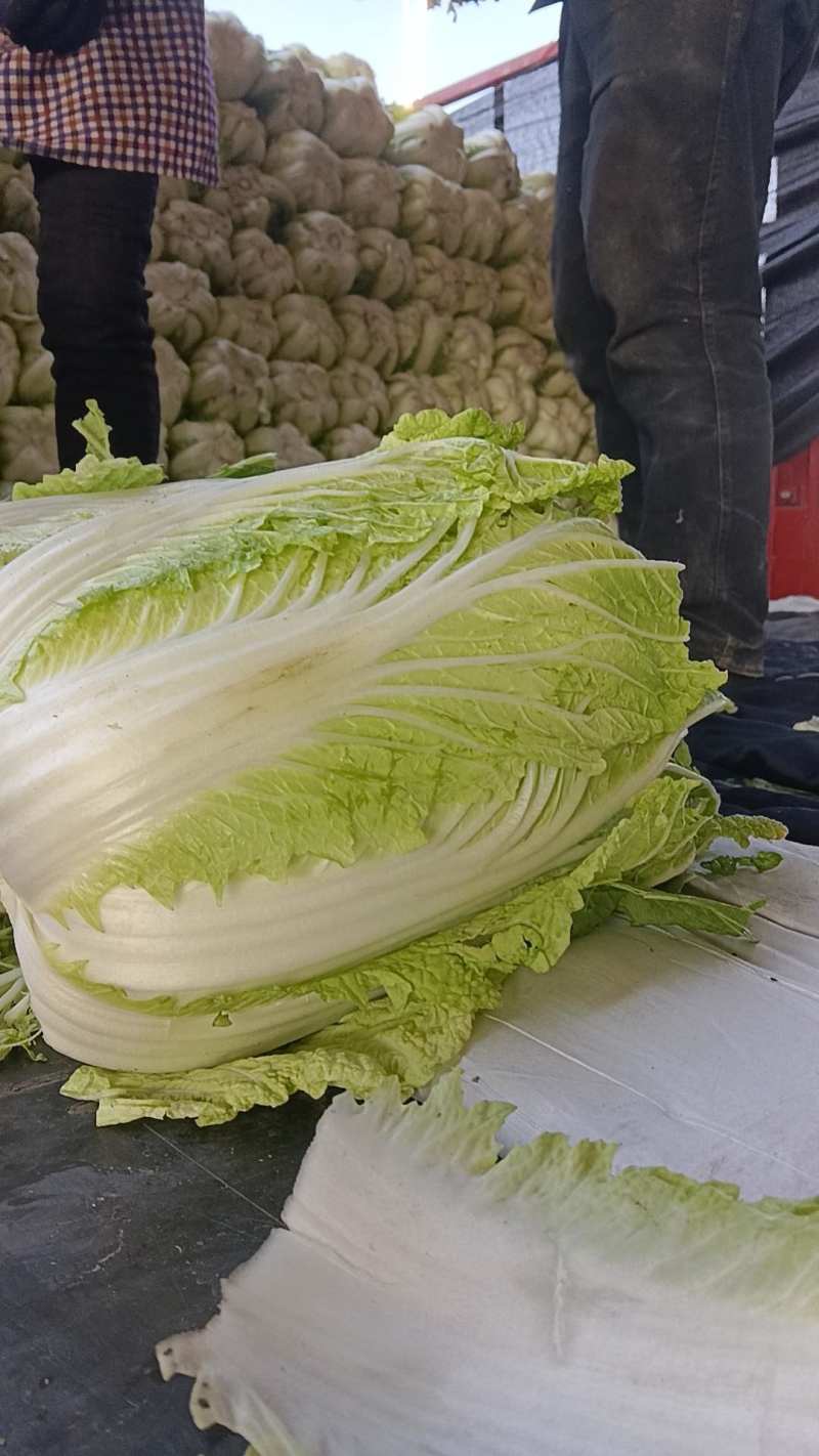 质量过硬，服务周到欢迎各位老板打甘肃张掖大棚蔬菜.上市中