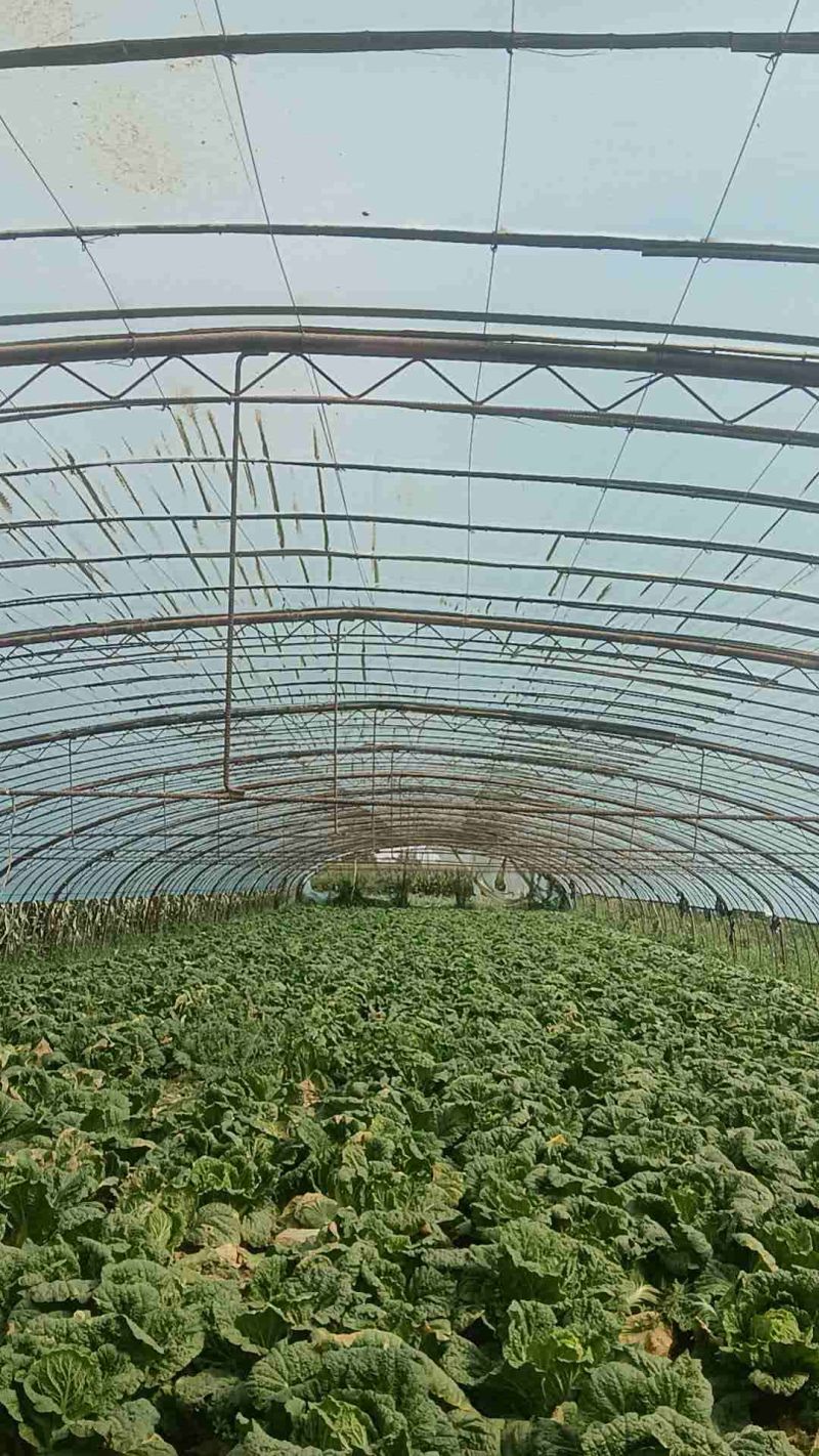 质量过硬，服务周到欢迎各位老板打甘肃张掖大棚蔬菜.上市中
