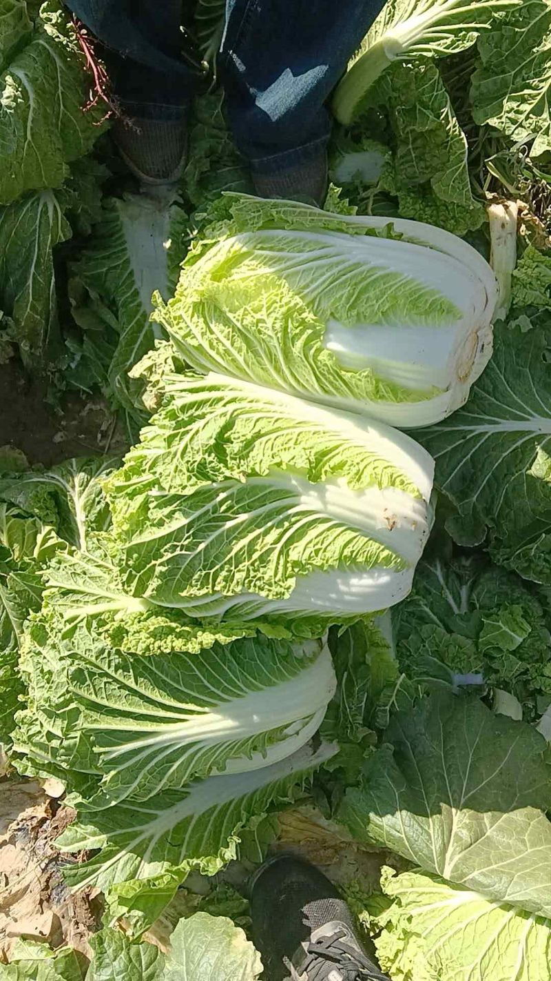质量过硬，服务周到欢迎各位老板打甘肃张掖大棚蔬菜.上市中