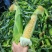 双色水果玉米