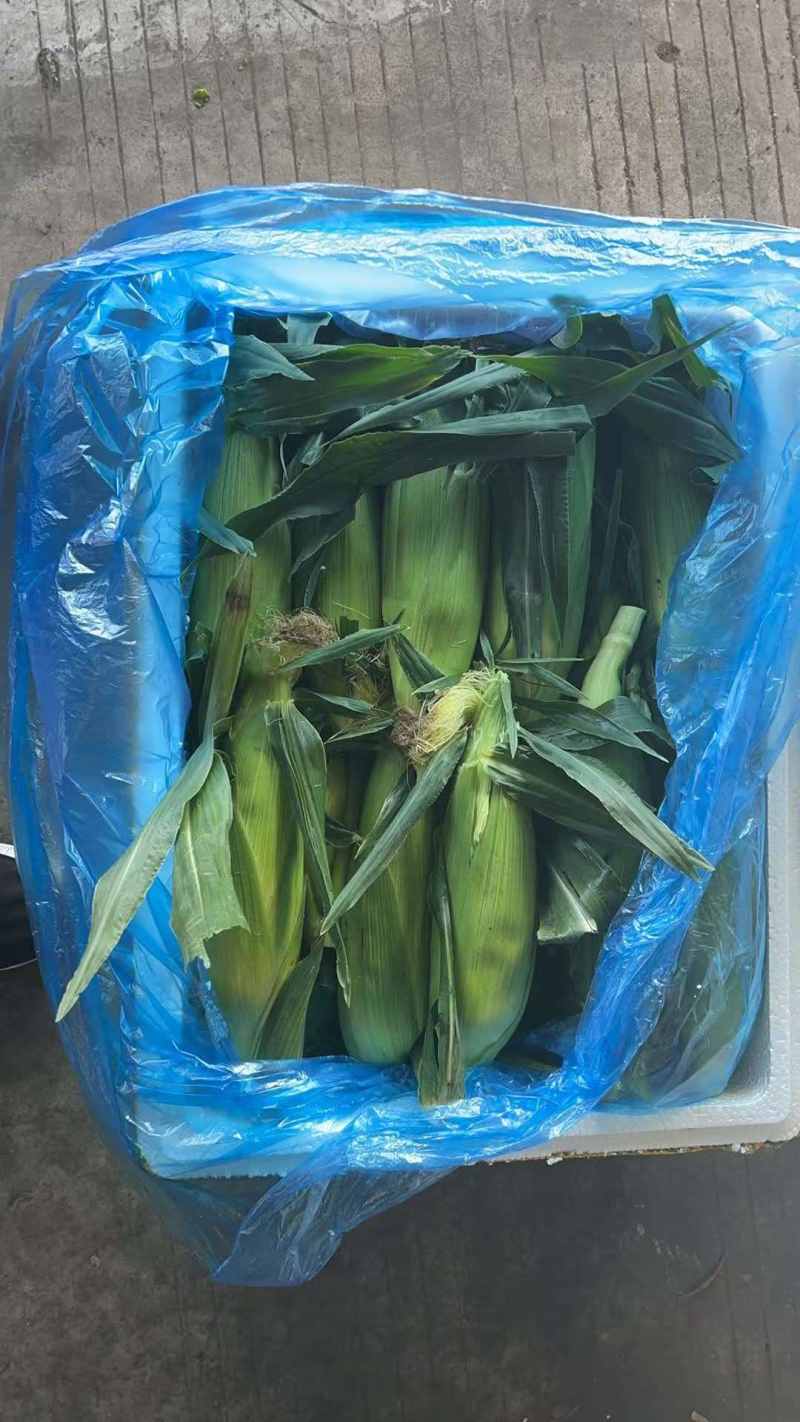 双色水果玉米