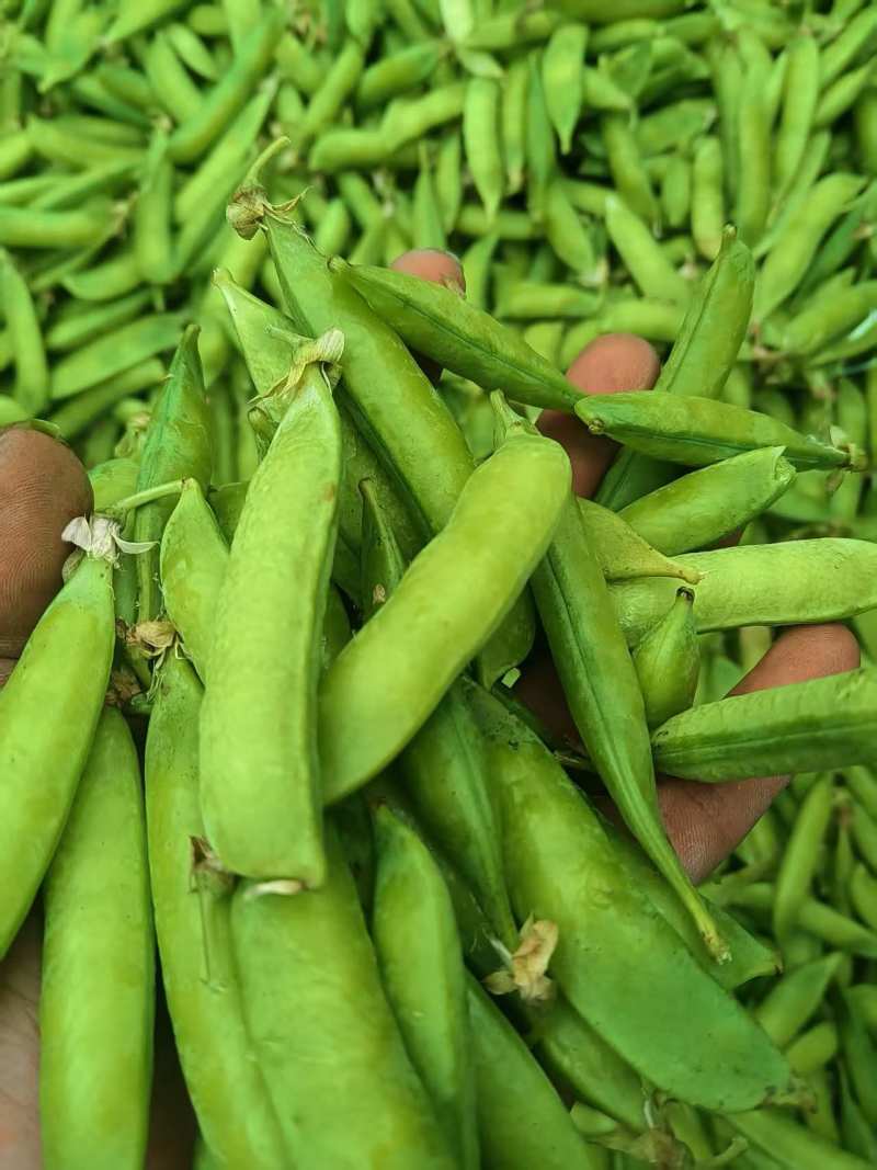 优质豌豆荚