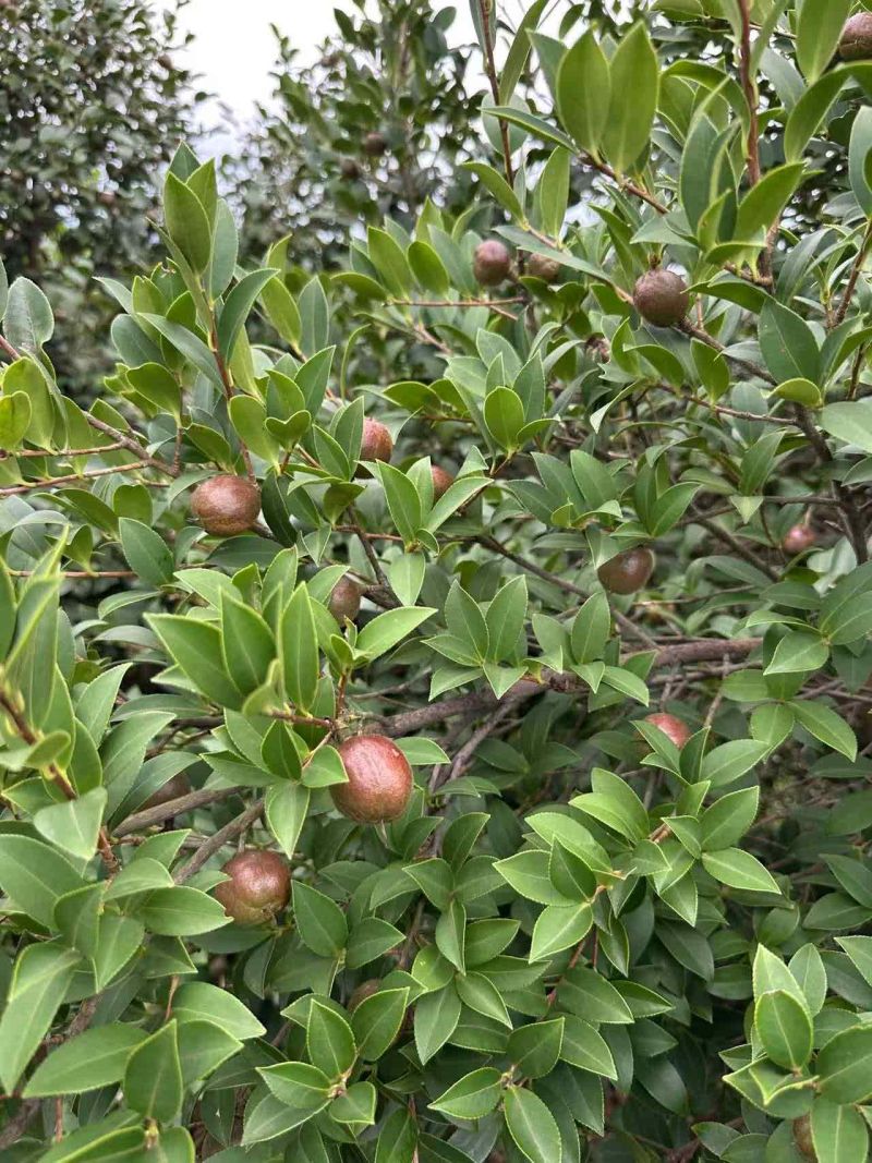 永州山茶油