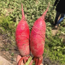 四川资阳红皮萝卜大量出售，基地直供