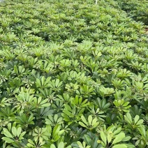 250鸭脚木