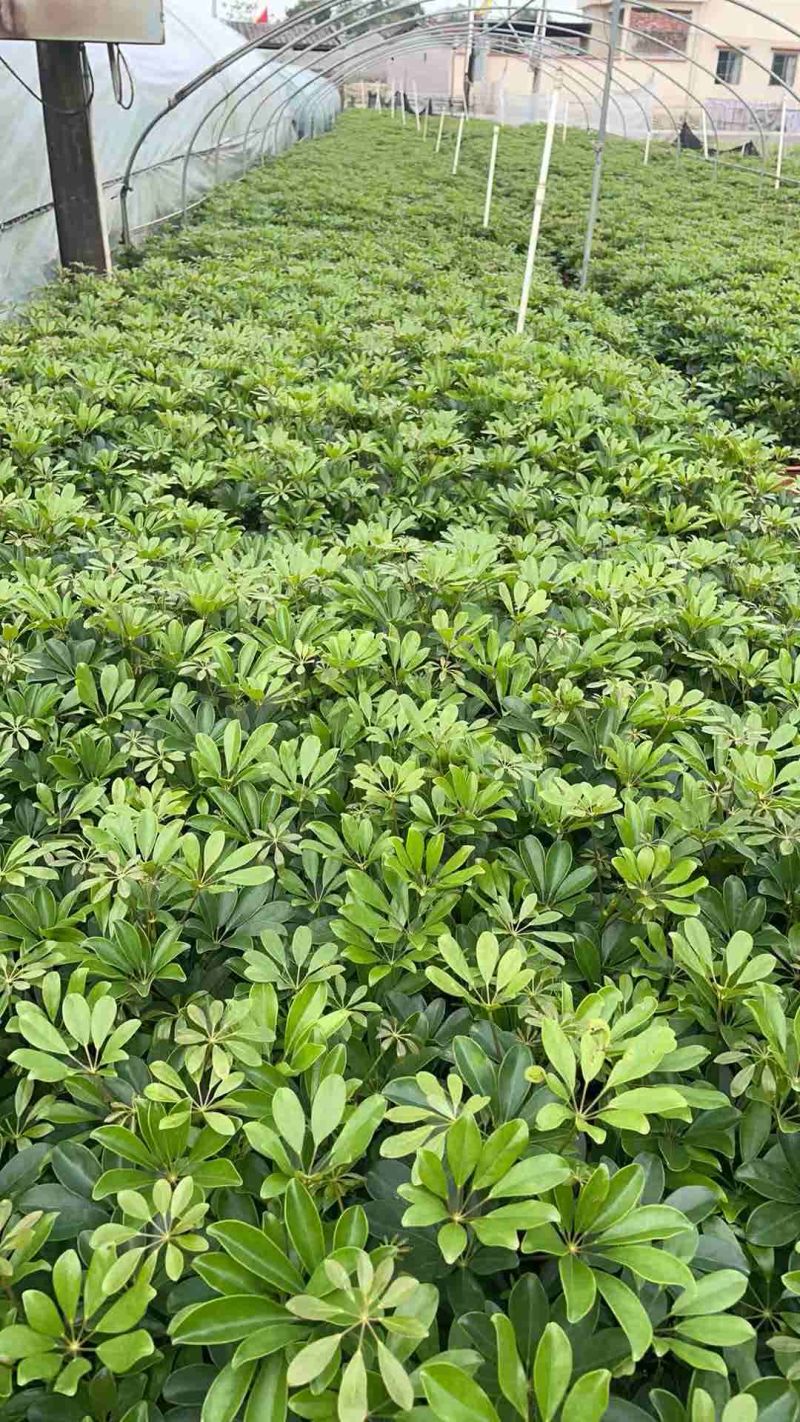 250鸭脚木