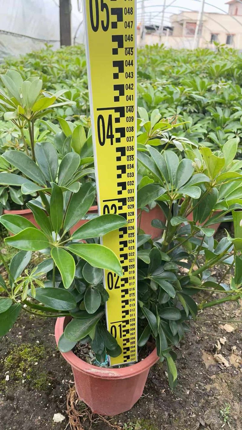 250鸭脚木