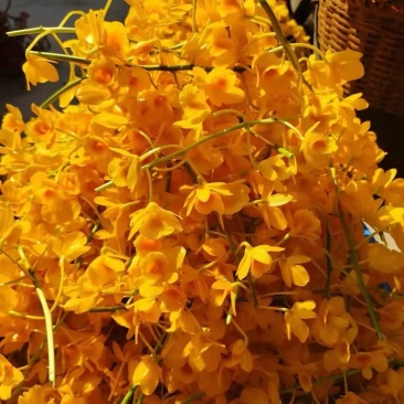 普洱市的市花，中华仙草——石斛花