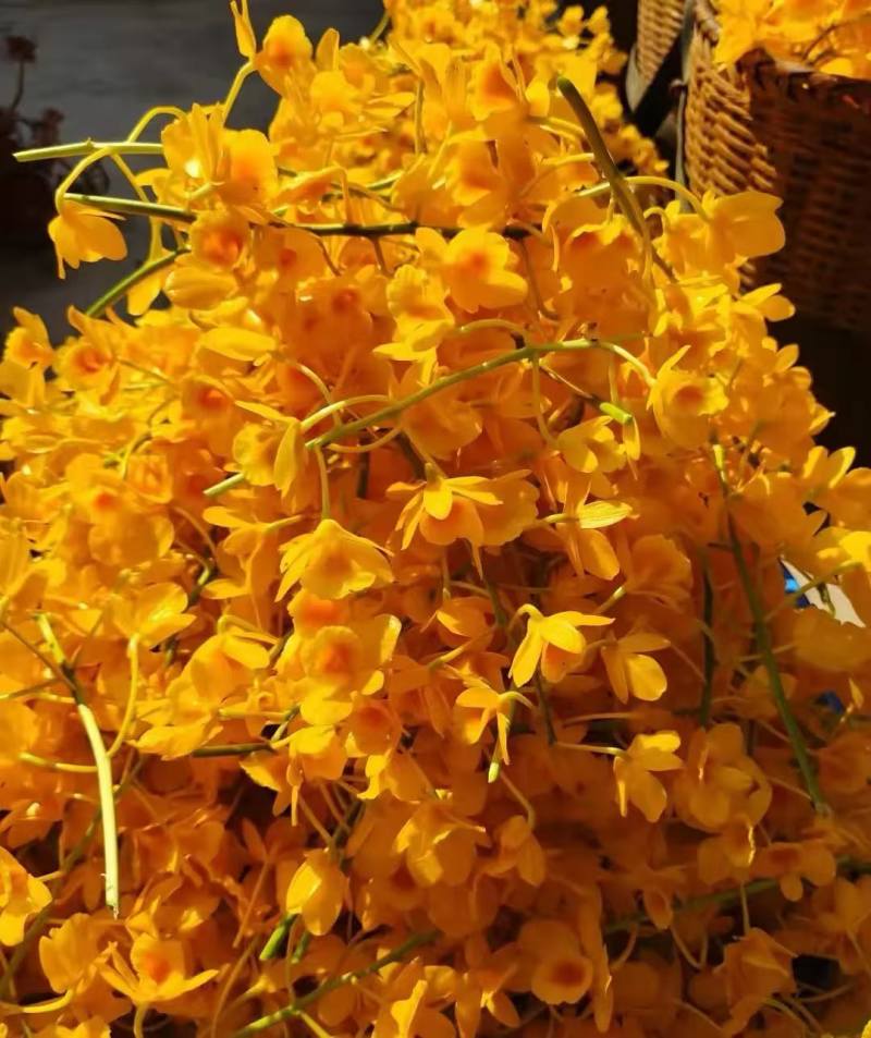 普洱市的市花，中华仙草——石斛花