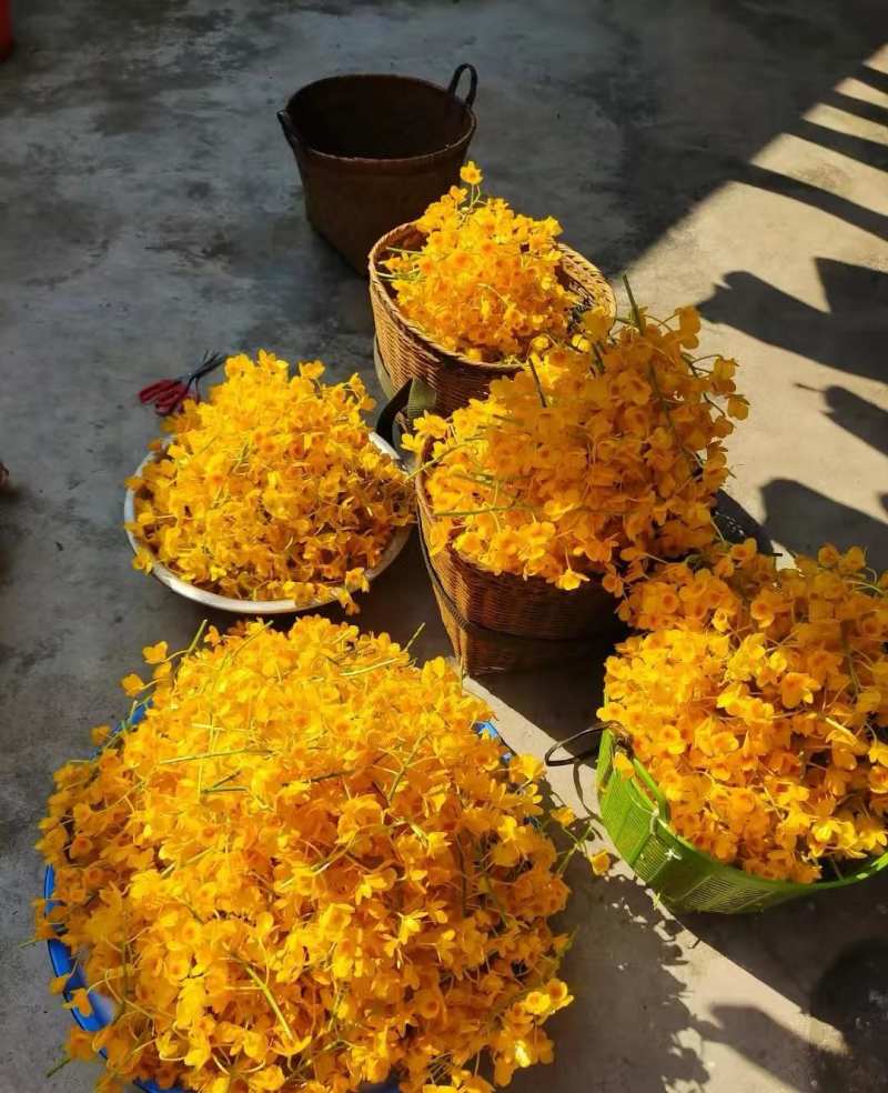 普洱市的市花，中华仙草——石斛花
