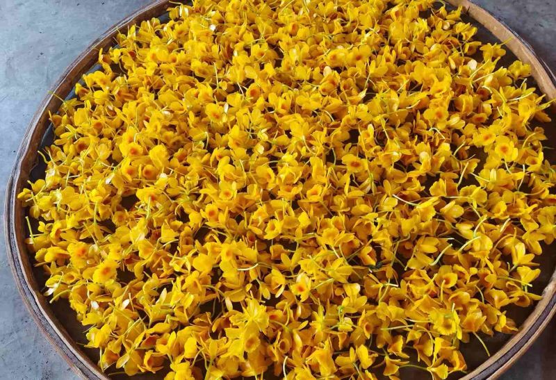 普洱市的市花，中华仙草——石斛花