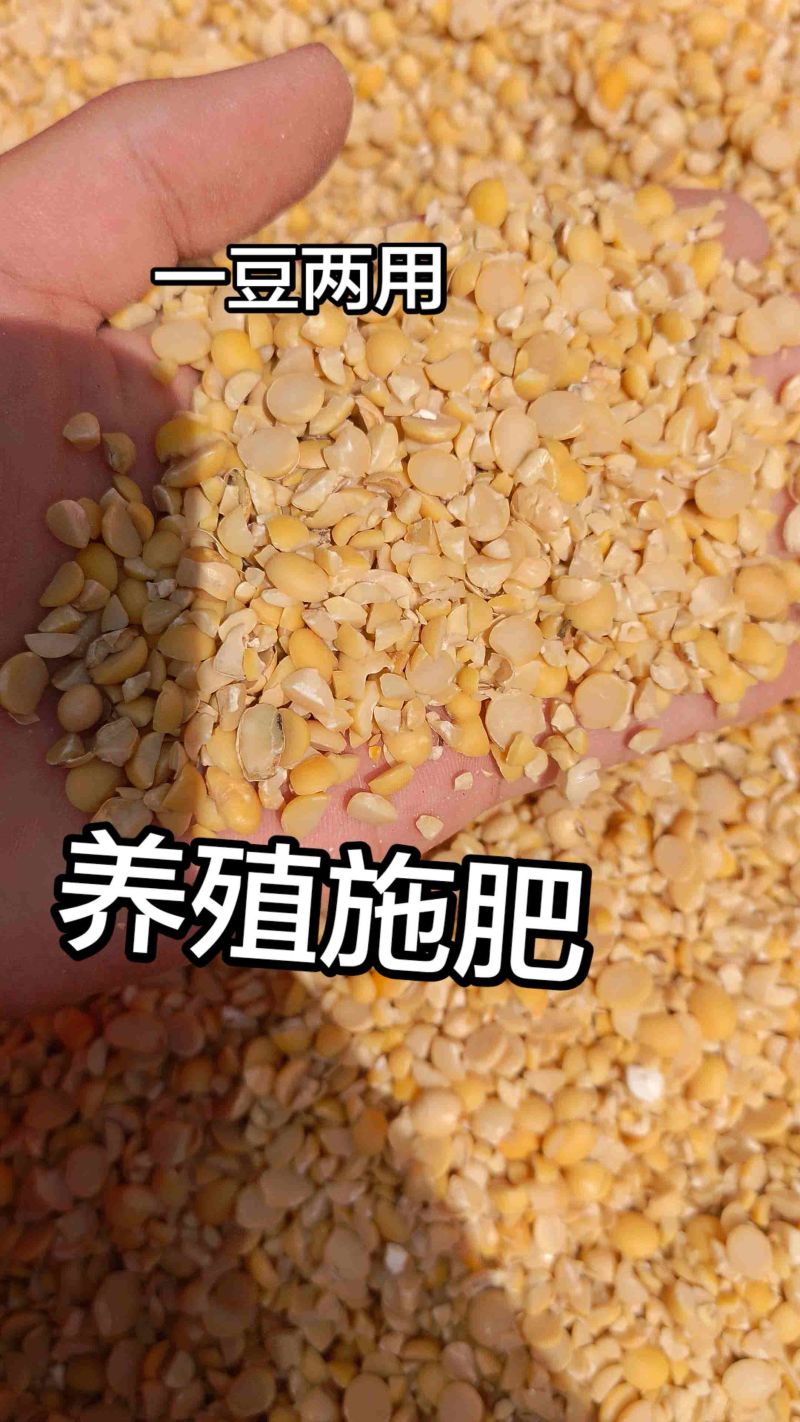碎黄豆