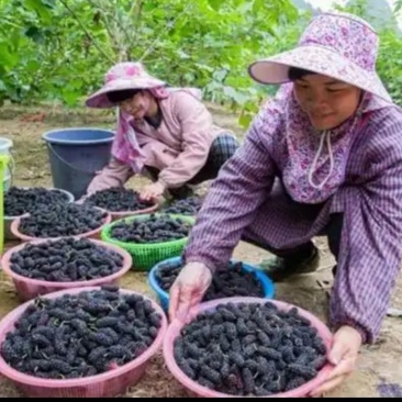 销售大批桑葚2.5一斤