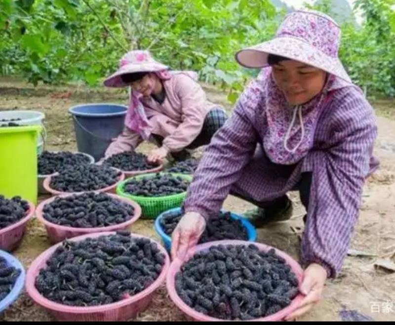 销售大批桑葚2.5一斤